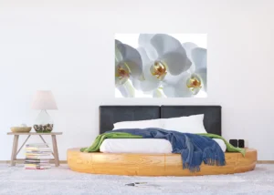 Wall Mural White Orchid, 180 x 127 cm, FTSs 0832