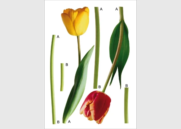 Wall Stickers Tulips, 65 x 85 cm, F 0401