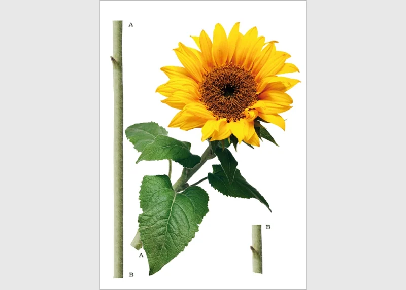 Wall Stickers Sunflower, 65 x 85 cm, F 0476