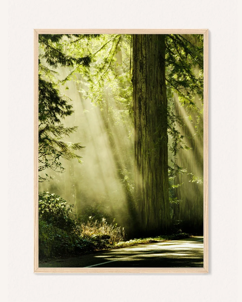 Poster Misty Pine Road / Enjoy Your Journey, 21 x 30 cm, P 351319