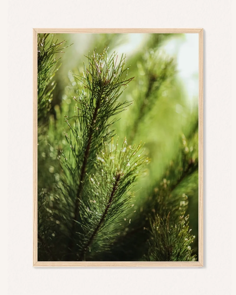 Poster Pine Branches / Forest Stream in Sunrise, 30 x 42 cm, P 351327