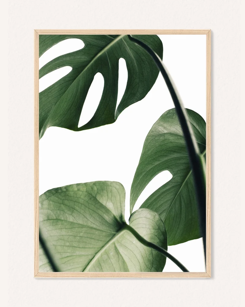 Poster Botanics, 30 x 42 cm, P 351485 - Image 2