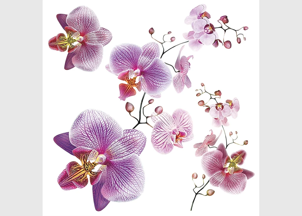 Wall Stickers Orchids, 30 x 30 cm, SS 3859