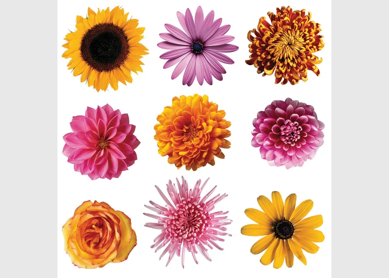 Wall Stickers Flowers, 30 x 30 cm, SS 3861