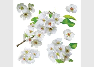 Wall Stickers Apple Blossom, 30 x 30 cm, SS 3871