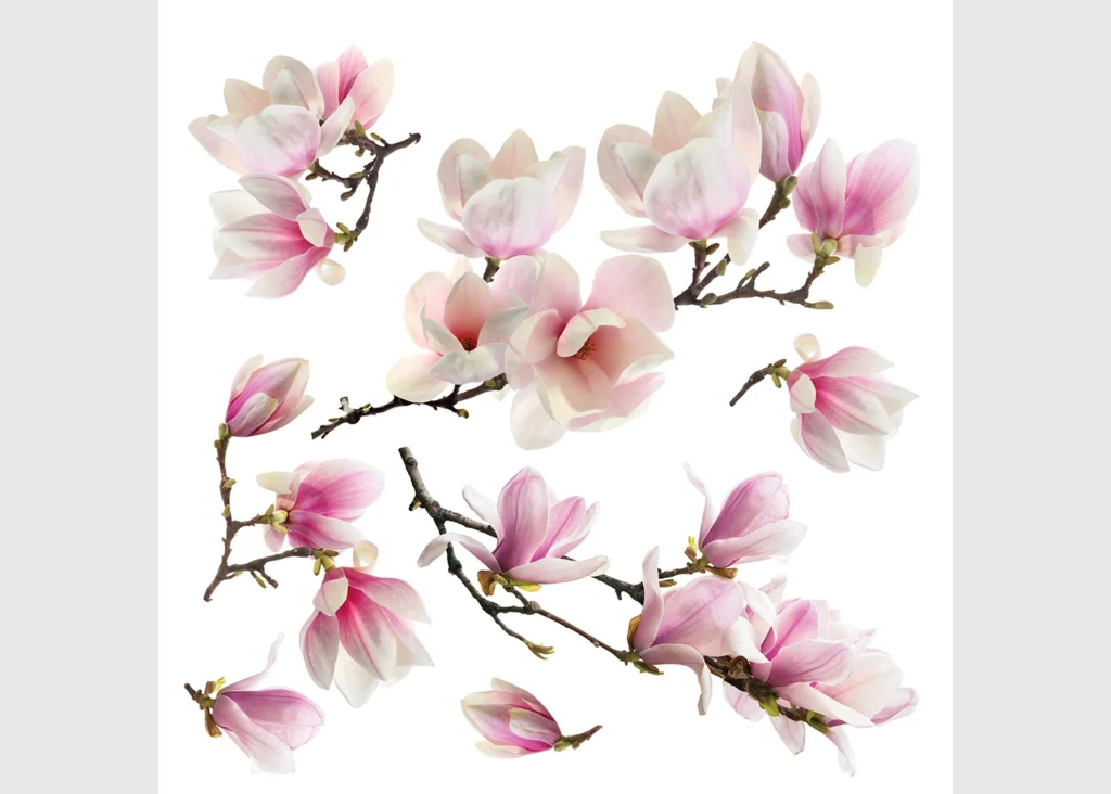 Wall Stickers Sakura, 30 x 30 cm, SS 3879